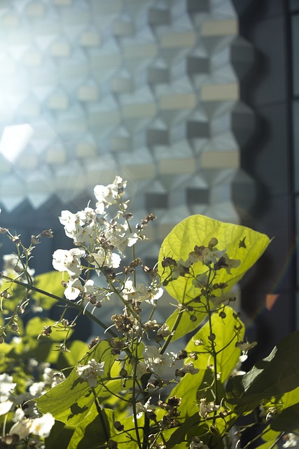 Architektur, Pflanze, Natur, Moderne