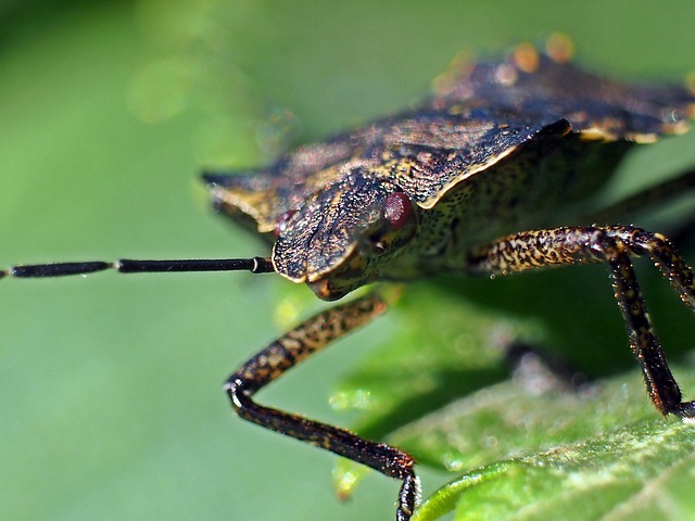 Barfi's Insect 3 beautiful photo results - Pixabay