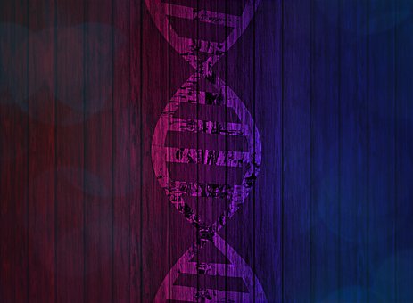 Dna, Desoxyribonukleinsäure