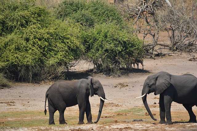 Elefant Lupta, Botswana, Luptă