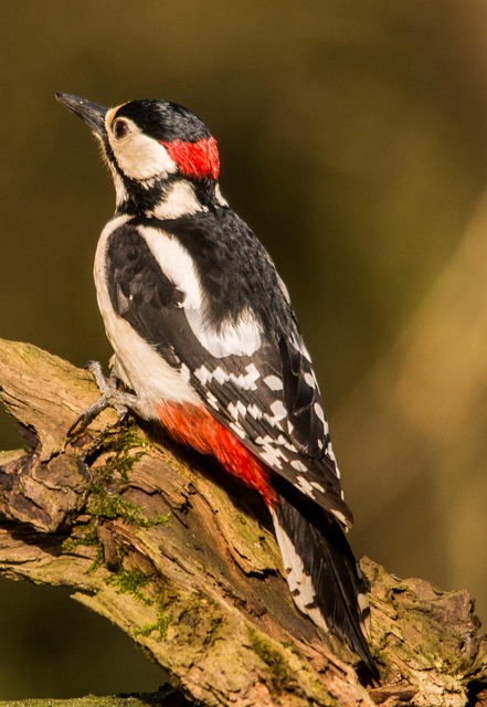 Free Great Spotted Woodpecker Woodpecker photo and picture