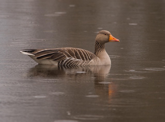 Free Greylag Goose Bird photo and picture
