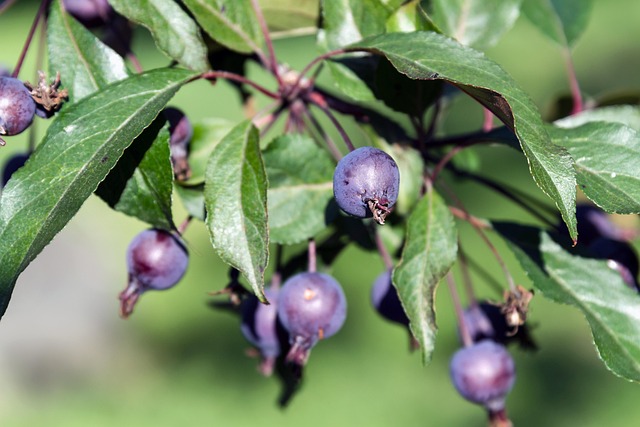 Free Apple Tree Apples photo and picture