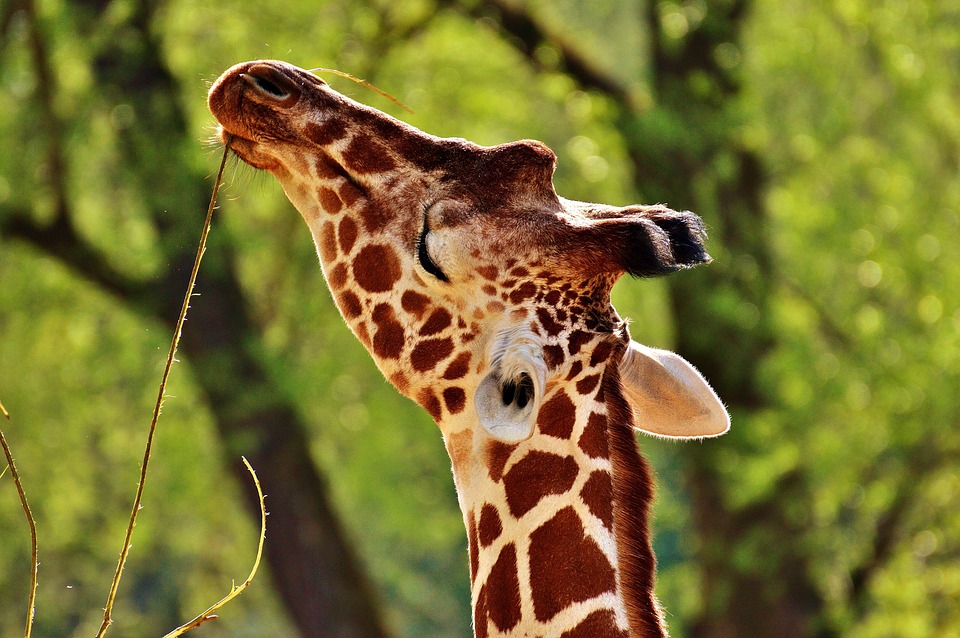 Giraffe Wild Animal Stains Long · Free photo on Pixabay