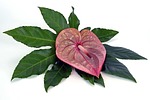 flamingo flower, anthurium, blossom