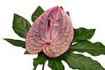 flamingo flower, anthurium, blossom