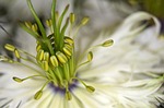 virgin in the green, nigella, flower