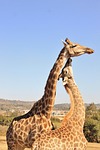giraffe, game, reserve
