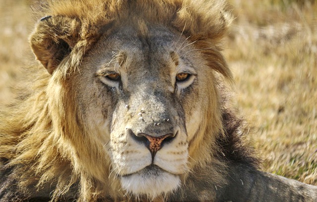 Free Lion Male photo and picture