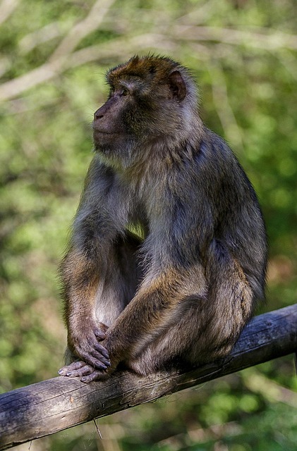 Free Ape Quiet photo and picture
