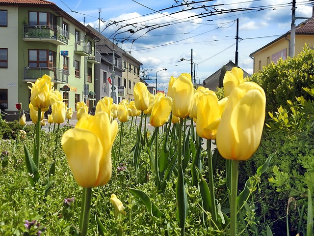 Free Spring Flowers photo and picture