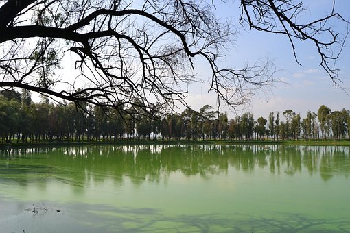 Lago, Ramas, Cielo Azul, Naturaleza