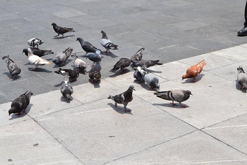 Paloma, Ave, Pájaro, Pavimento, Animales