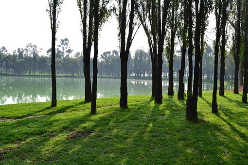 Arboles, Tronco, Corteza, Tronco Árbol