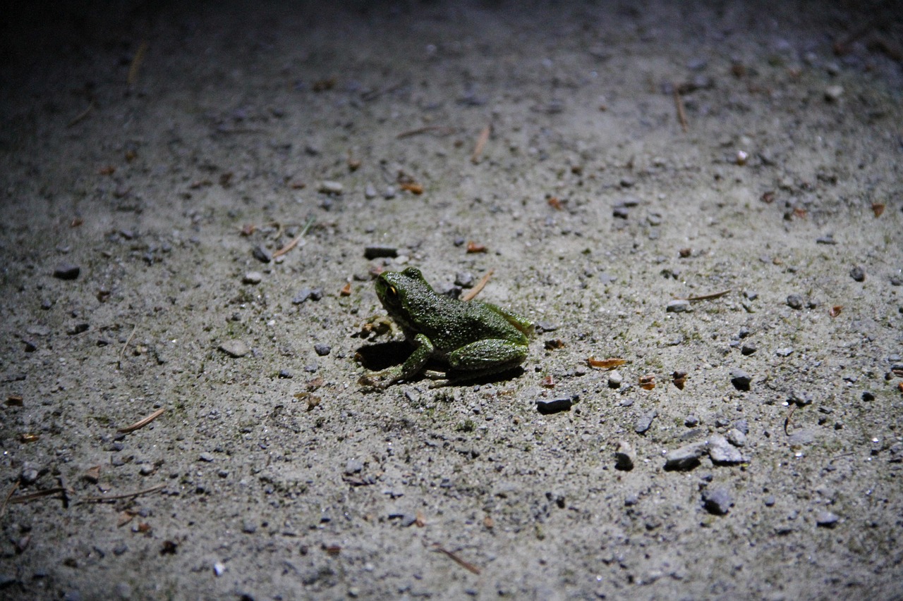 Frog - free online jigsaw puzzle photo