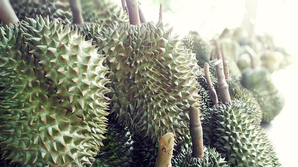 Free Durian Fruit Durian photo and picture