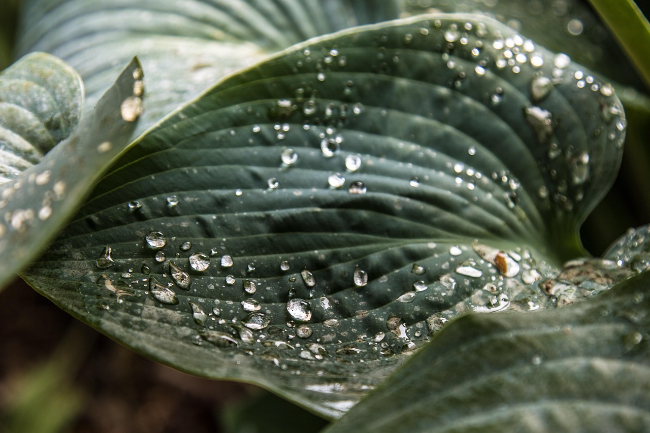 Plant Rain Rainy Day Free photo on Pixabay