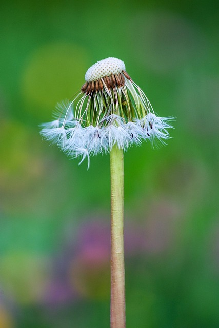 Free Flower Dandelion photo and picture