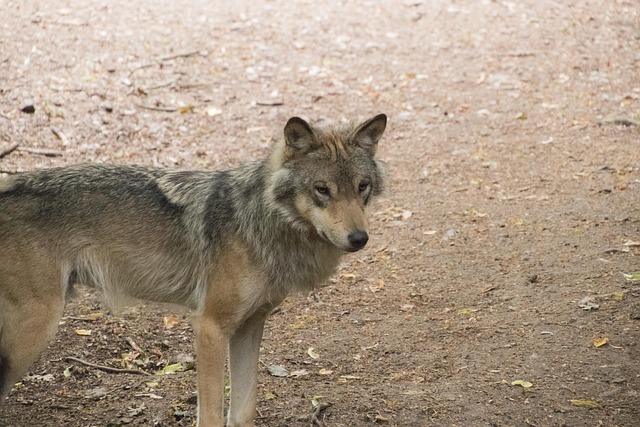 Free Timberwolf Wolf photo and picture