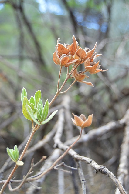 Wildpflanze, Natur, Wilde Blume