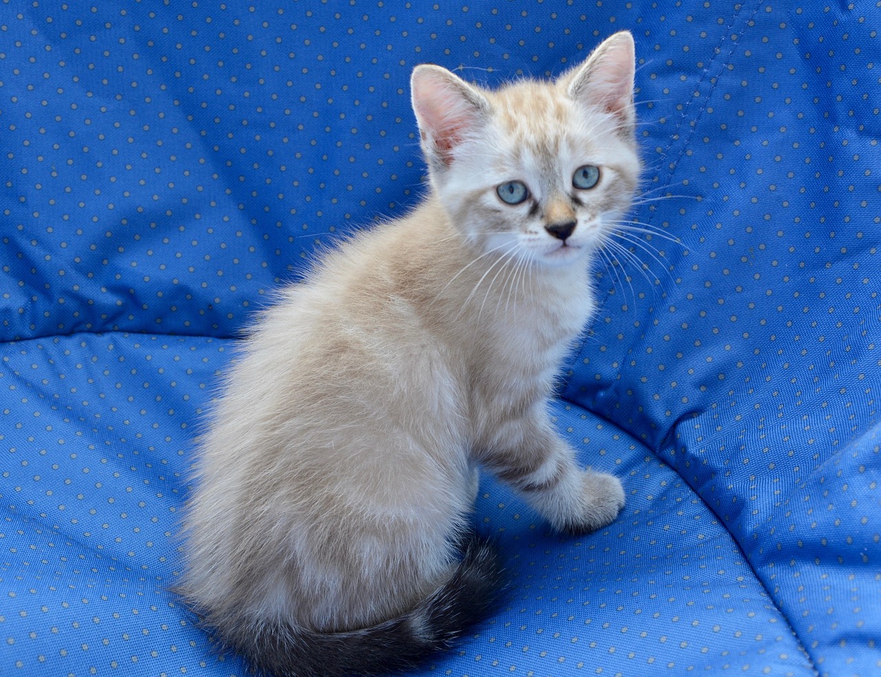Kitten Blue Eyes Feline Free photo on Pixabay Pixabay