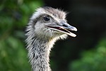 the ostrich, rhea, profile