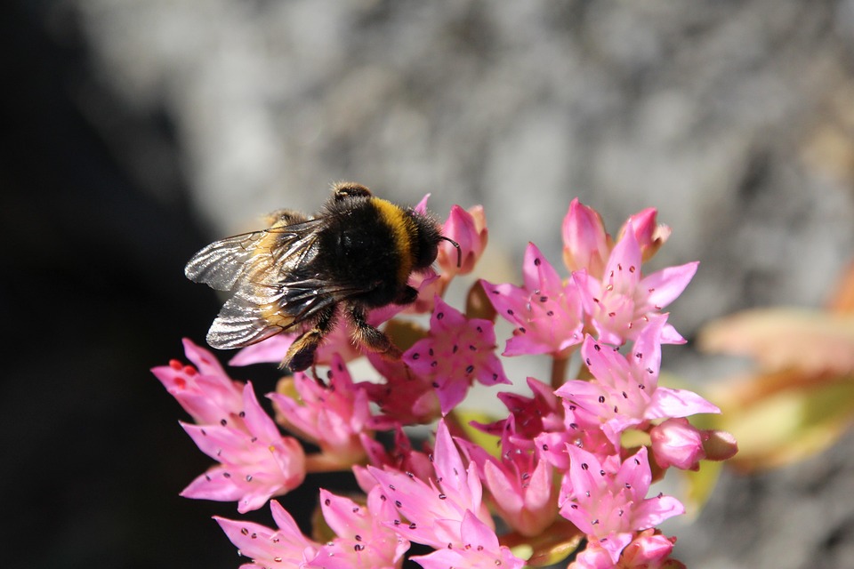 Bumblebee Blossom Bloom - Free photo on Pixabay - Pixabay