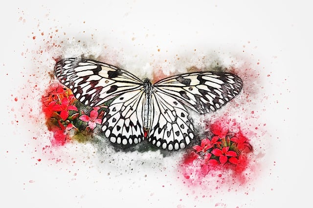 Free butterfly animal insect illustration