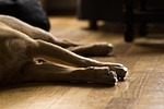 dog, light, animal