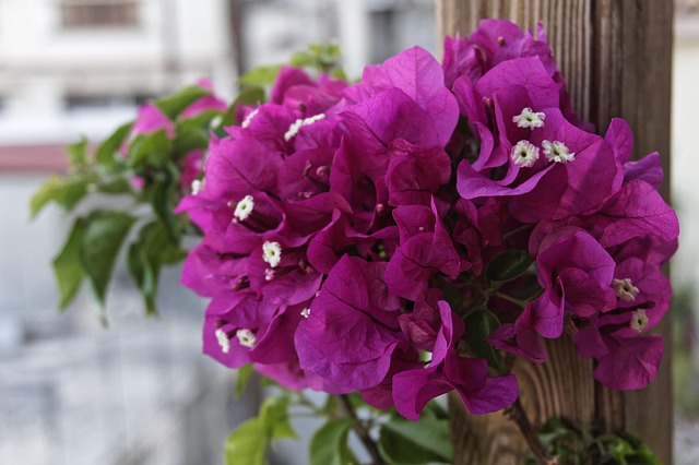 Flor Purpura, Florecer, Primavera