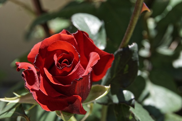 Rosa, Rosas Rojas, Flor Rosa, Romance
