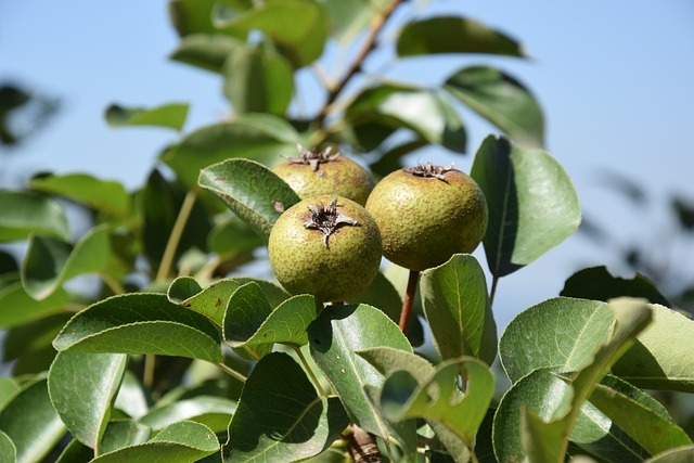 Pear Fruit Wild - Free photo on Pixabay - Pixabay