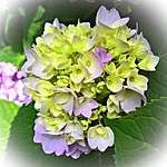 plant, hydrangea, flower umbel