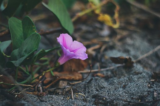 Blume, Blumen Hintergrund, Schöne Blumen