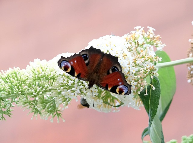 Free Butterfly Peacock Butterfly photo and picture