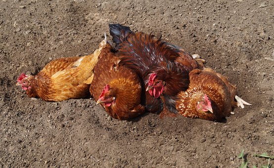 Free Chickens Rooster photo and picture
