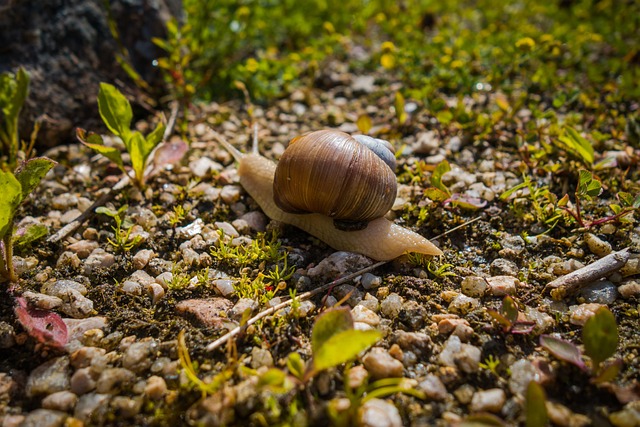 Siput Alam Kerang - Foto gratis di Pixabay - Pixabay