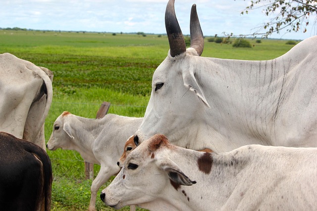 Free Animal Cow photo and picture