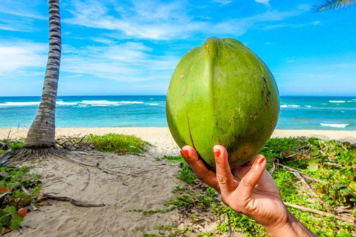 Coconut, Beach, Summer, Strand, Meer
