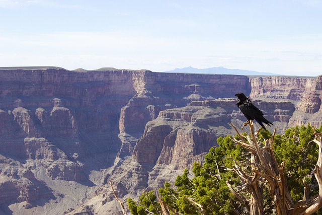 Krähe, Grand Canyon, Großartig, Schlucht
