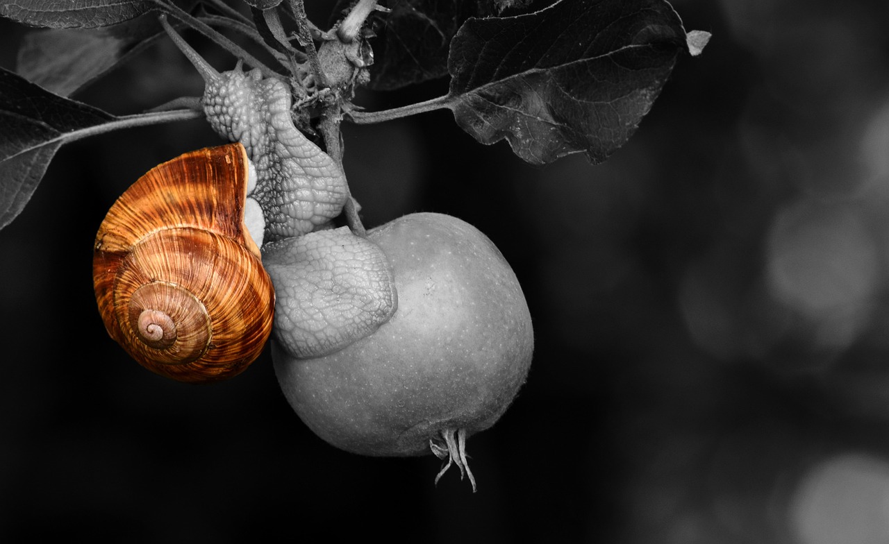 Escargot Pomme Coquille - Photo gratuite sur Pixabay - Pixabay