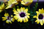 flowers, daisy, the see super maximum