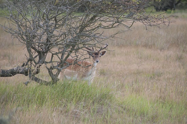 Hirsch, Düne, Natur, Niederlande