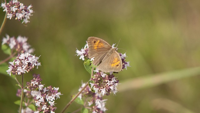 Schmetterling, Schöne Blumen