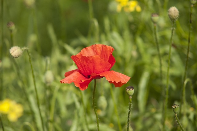 Mohn, Schöne Blumen, Sommer, Natur