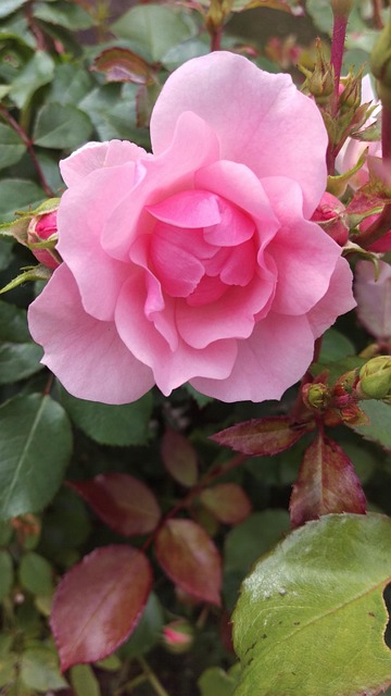 Free Ros Flower photo and picture