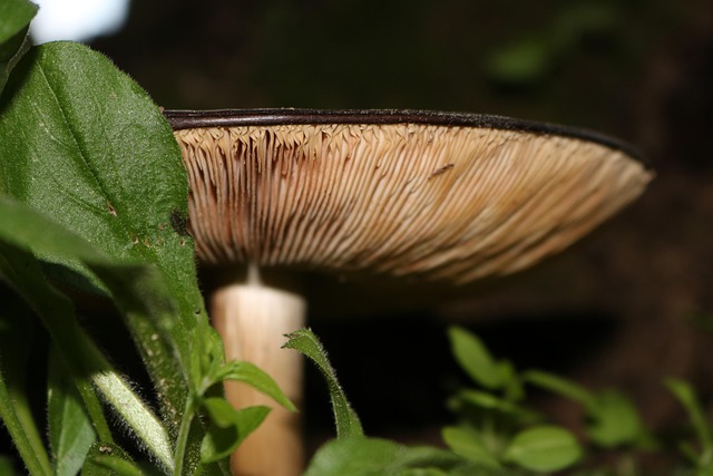 Paddestoel, Natuur, Close-Up, Spons