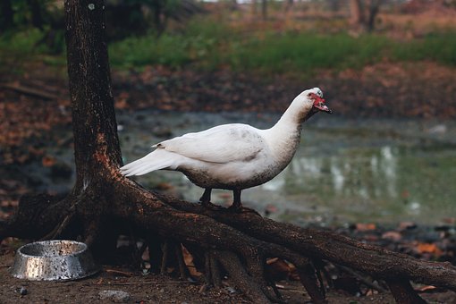 Ente, Schwan, See, Vogel, Natur