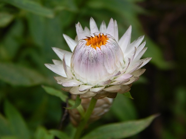 Free Flower Beautiful Flowers photo and picture