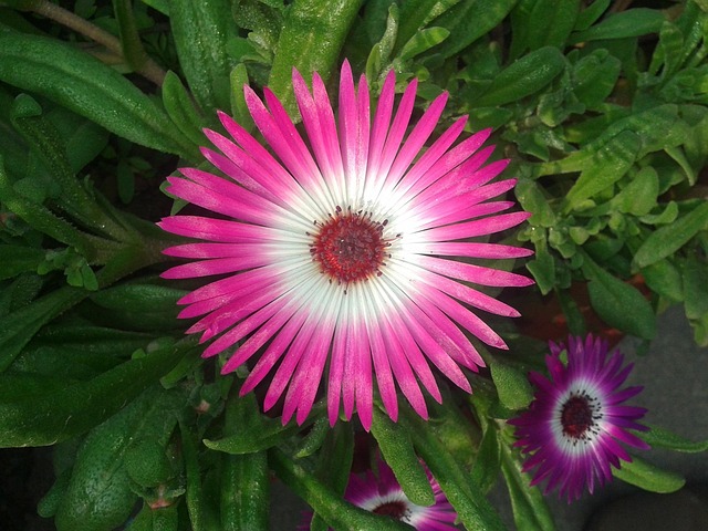 Free Flower Flower Background photo and picture